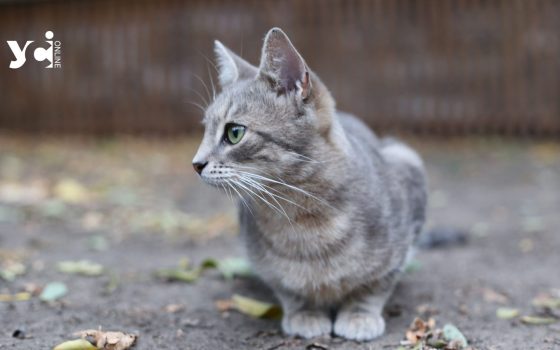 Де в Одесі безкоштовно стерилізують та вакцинують безпритульних котів та кішок «фото»