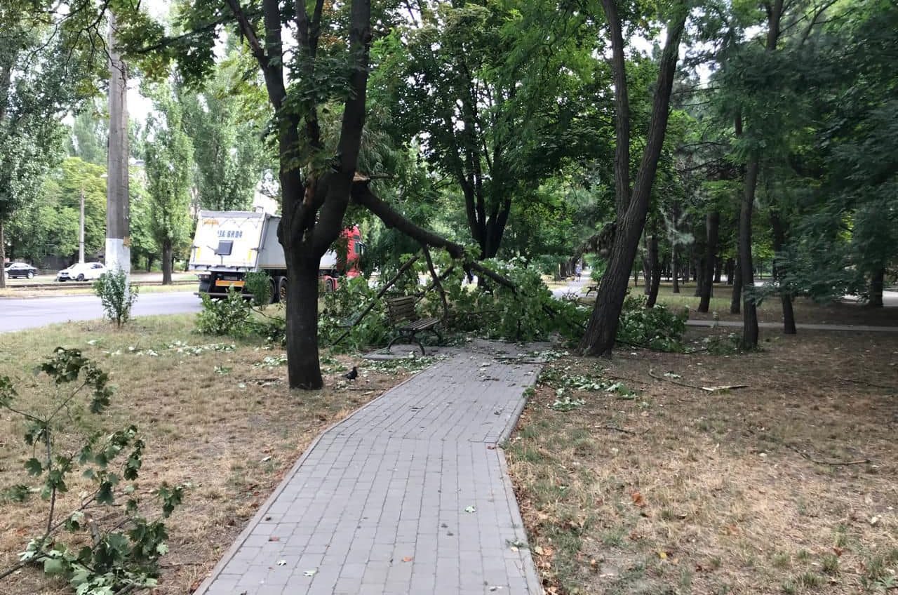 На вихідних в Одесу знову падали дерева (фото) «фото»