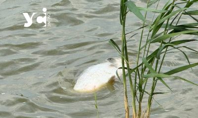 Під Одесою масово гине риба (фото) «фото»