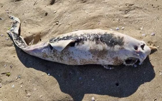 На Одещині на узбережжя нацпарку «Тузлівські лимани» море винесло мертвих дельфінів (фото) «фото»