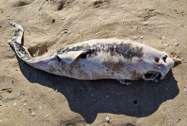 На Одещині на узбережжя нацпарку «Тузлівські лимани» море винесло мертвих дельфінів (фото) «фото»