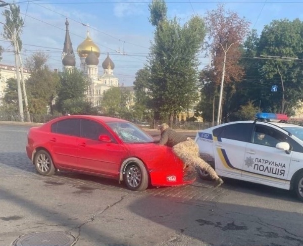 В Одесі водій, не зупинився на вимогу та прокатав на капоті представника ТЦК «фото»