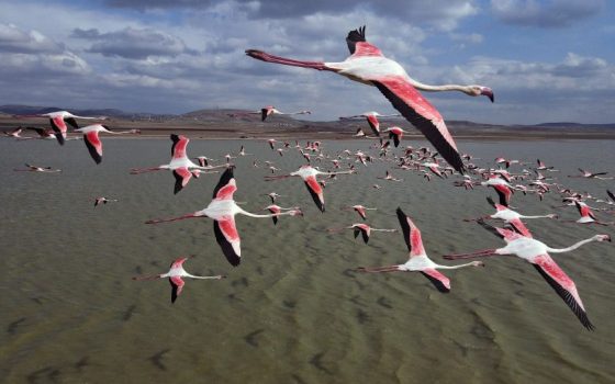 Фламінго покнули Тузлівські лимани через холоди (відео) «фото»