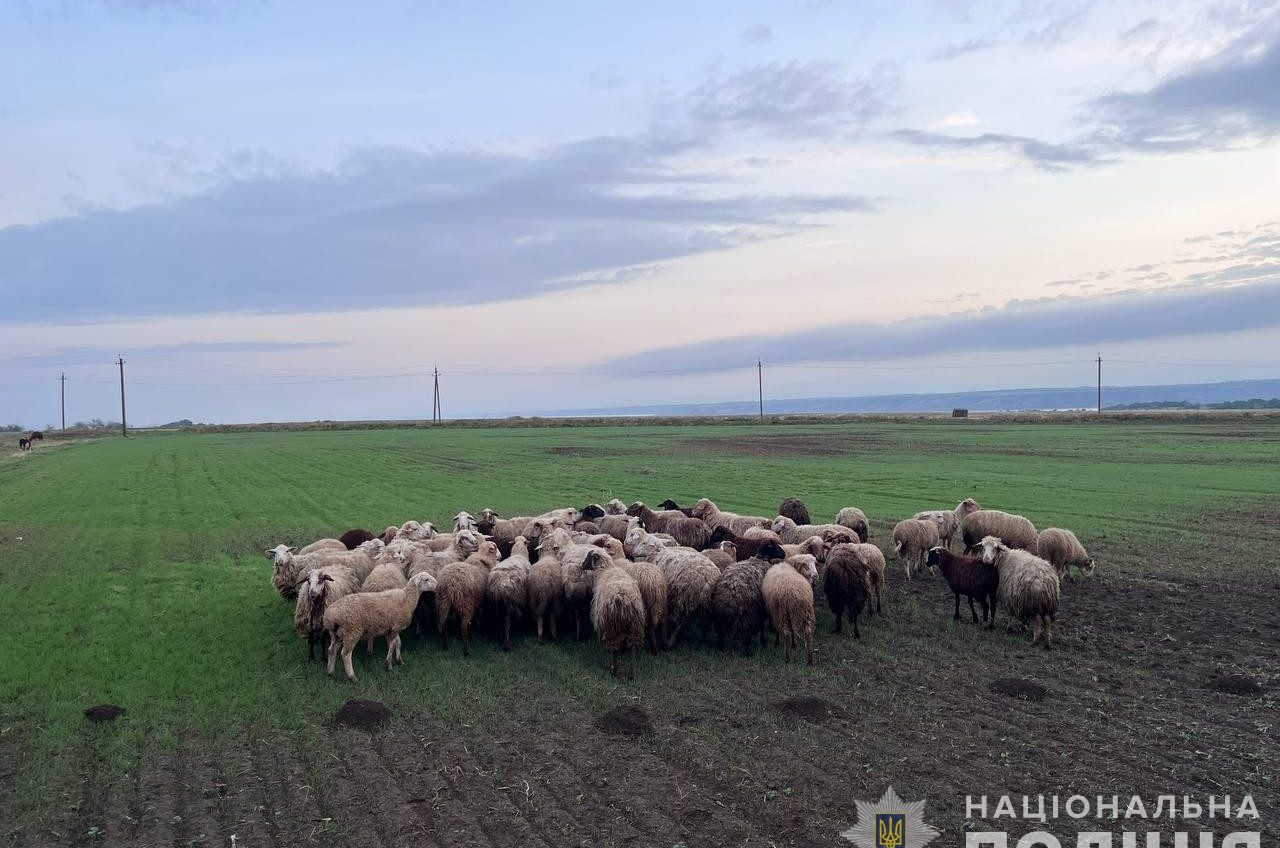 В Болградському районі викрали більше сотні овець «фото»