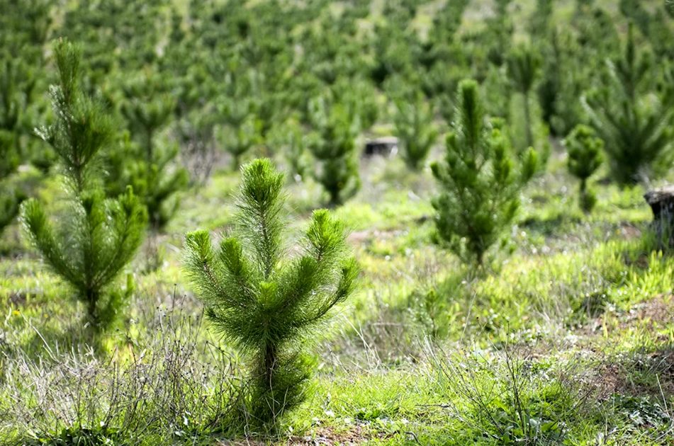 До кінця 2024 року в Одеській та Миколаївській областях з’явиться 4,7 тисячі гектарів нових лісів «фото»