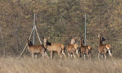 На Одещині у природу випустили ланей та оленів для відновлення екосистеми (фото, відео) «фото»