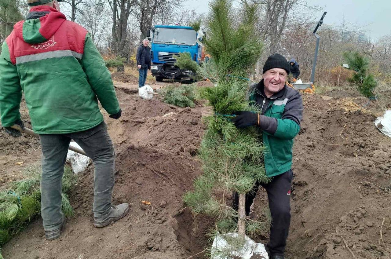 В Одесі у парку «Юність» висадили молоді сосни (фото) «фото»