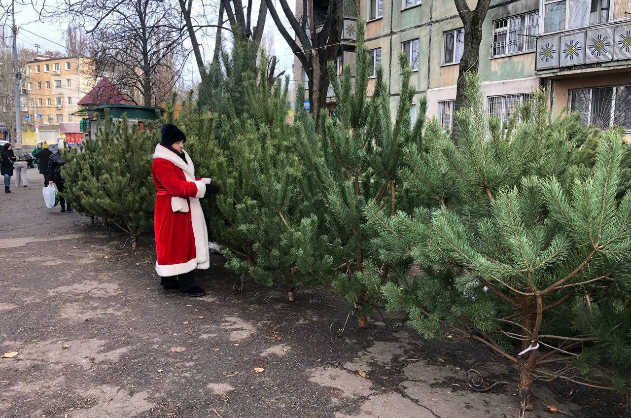 В Одесі запрацювали офіційні ялинкові базари – адреси «фото»