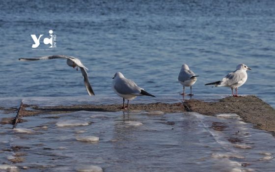 Прохолодно та сонячно – погода в Одесі на 19 січня «фото»