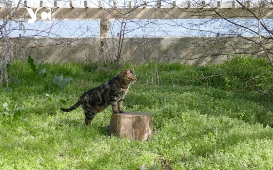 Майже весна: в Одесі буде до +10 «фото»