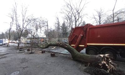 На вулиці Пироговській на проїжджу частину впало велике дерево та перекрило рух (фото) «фото»