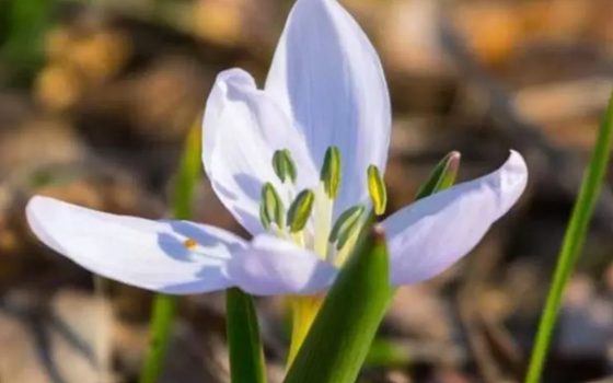 Зимове диво: в українській Бессарабії розквітла рідкісна квітка (фото) «фото»