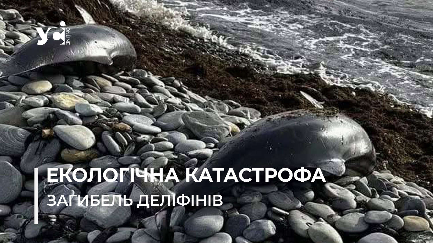 Ембарго на провіз нафти: як допомогти дельфінам Чорного моря після катастрофи в Керченській протоці? (фото) «фото»