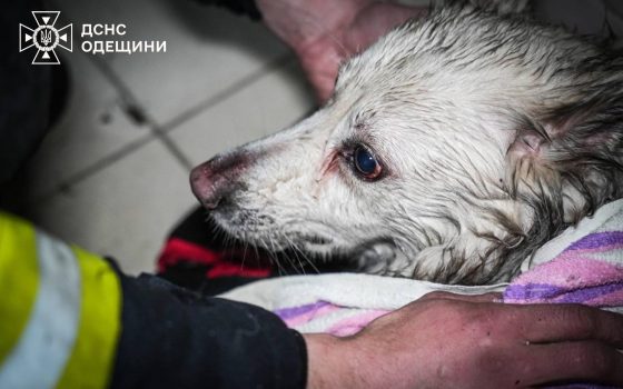 Вночі в Одесі горіла квартира: вогнеборці врятували двох собак, ще дві тварини загинули (фото, відео) «фото»