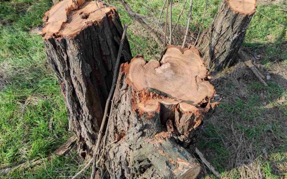 В Іванівській громаді Одещини невідомі вирубили 71 дерево (фото) «фото»