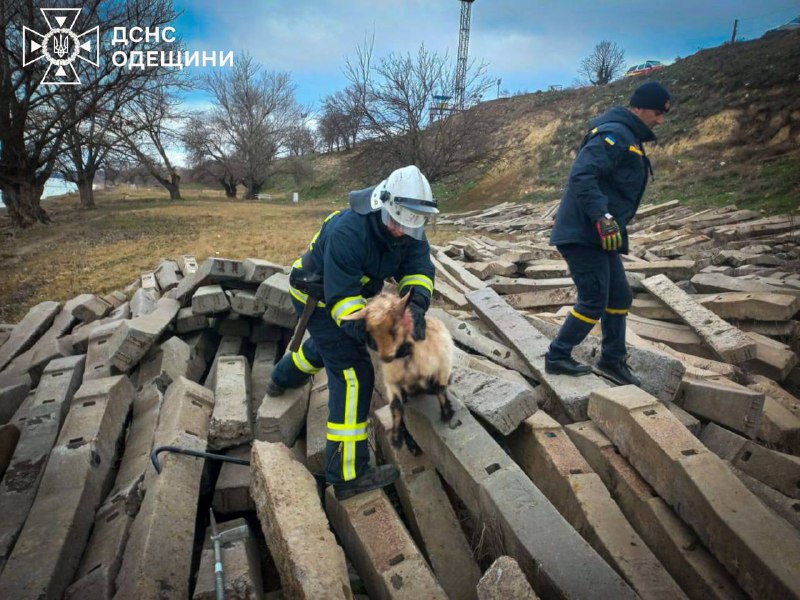 На Одещині рятувальники врятували козеня та собаку (фото) «фото»