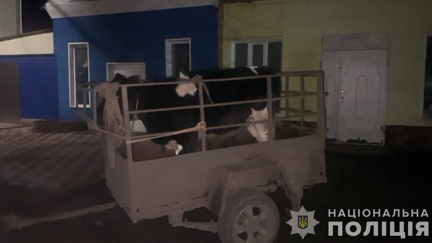 На Одещині поліцейські оперативно розшукали двох корів, яких увів у власника односельчанин (фото, відео) «фото»