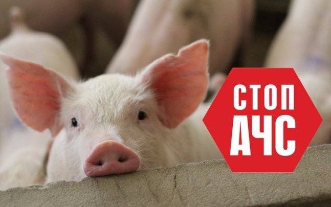 В Одеській області спалах африканської чуми свиней: які населені пункти закриті на карантин «фото»