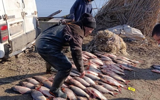 Сазани, білі амури, товстолоби: на озері Катлабуг знову спіймали браконьєрів (фото) usionline.com Сазани, білі амури, товстолоби: на озері Катлабуг знову спіймали браконьєрів (фото) «фото»