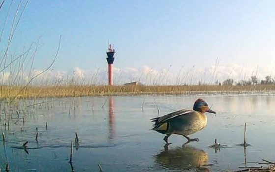 На Одещині у заповіднику почалась весняна міграція птахів (фото) «фото»