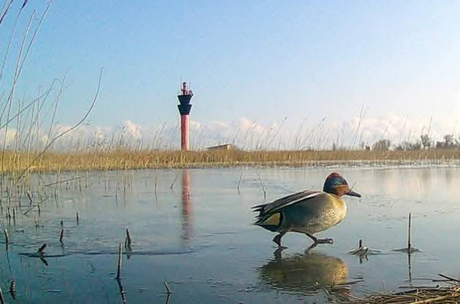 На Одещині у заповіднику почалась весняна міграція птахів (фото) «фото»