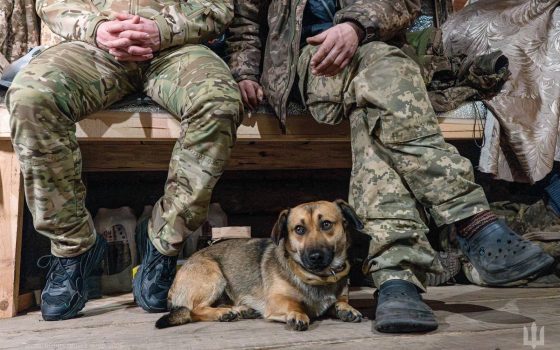 Чотирилапі побратими: як тварини підтримують українських воїнів (фото) usionline.com Чотирилапі побратими: як тварини підтримують українських воїнів (фото) «фото»