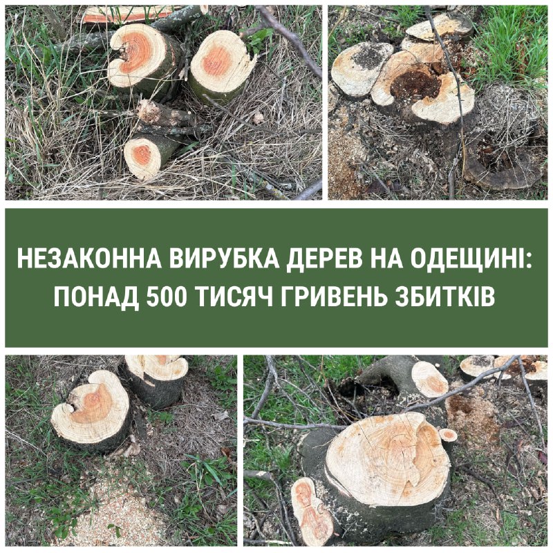На Одещині виявили масштабну незаконну вирубку дерев usionline.com На Одещині виявили масштабну незаконну вирубку дерев «фото»
