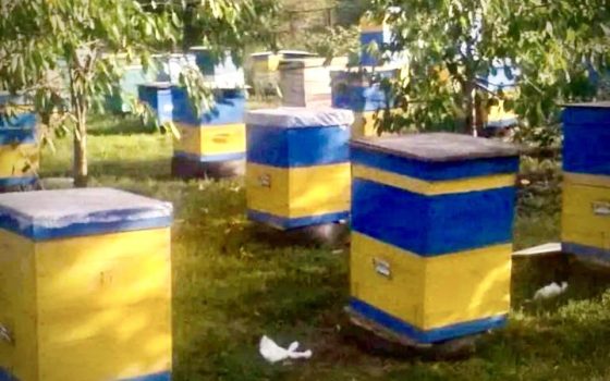 Солодка справа: ветеран з Одещини отримав державний грант на розвиток бджільництва (фото) «фото»