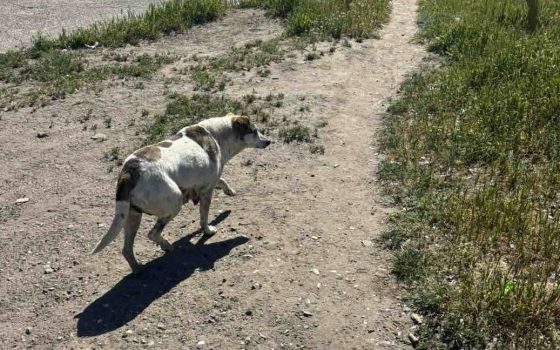 В Білгород-Дністровську стерилізують безхатніх собак: людей просять повідомляти про їх місця перебування (фото) «фото»