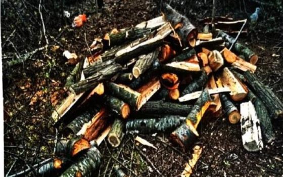 Акація, ясен і дуби — на понад чверть мільйона: на Одещині викрили незаконну вирубку дерев (фото) «фото»