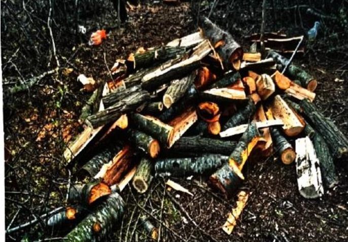 Акація, ясен і дуби — на понад чверть мільйона: на Одещині викрили незаконну вирубку дерев (фото) usionline.com Акація, ясен і дуби — на понад чверть мільйона: на Одещині викрили незаконну вирубку дерев (фото) «фото»