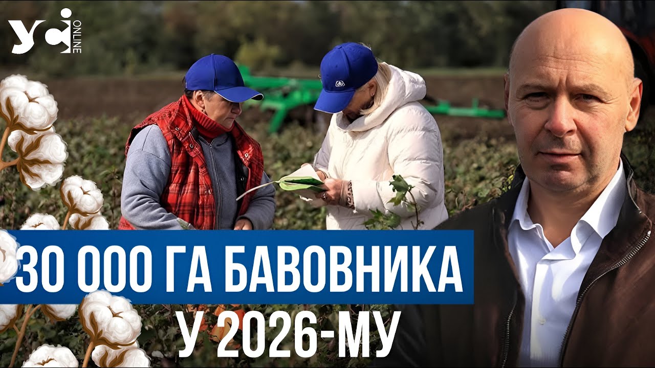 У 2026 році аграрії південних регіонів України можуть засіяти бавовником 30 000 гектарів землі (фото, відео) «фото»