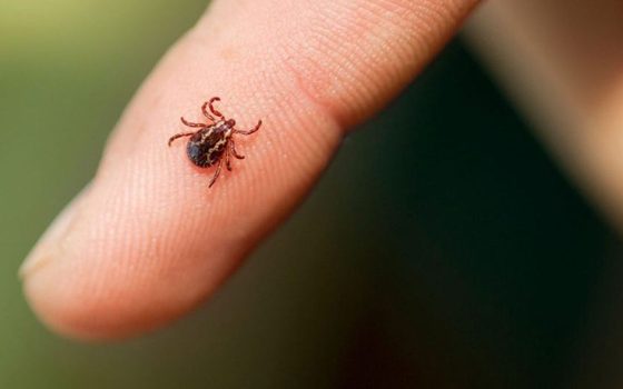 В Одеській області прокинулись кліщі: статистика укусів «фото»