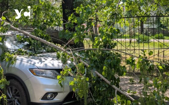Величезне дерево впало на автівку на вулиці Сергія Шелухіна (фото) «фото»