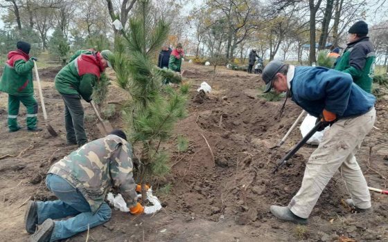 Одеситів запрошують на висадку дерев до Дня матері та Дня пам’яті та примирення «фото»