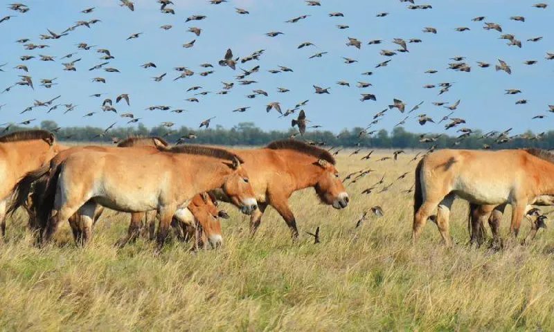 На Одещину планують релокувати «Асканію-Нову» з окупованої Херсонщини usionline.com На Одещину планують релокувати «Асканію-Нову» з окупованої Херсонщини «фото»