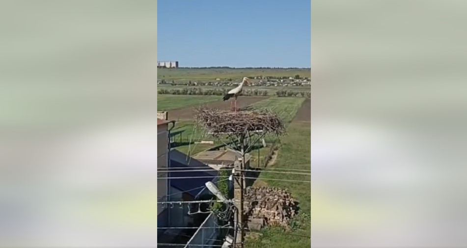 В ДТЕК «Одеські електромережі» показали лелеченят в «релокованому» на платформу гнізді (відео) usionline.com В ДТЕК «Одеські електромережі» показали лелеченят в «релокованому» на платформу гнізді (відео) «фото»