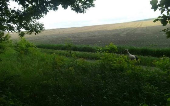 Косулі, кабани та лелеки: прикордонники Одещини показали тих, для кого рубежів не існує (фото, відео) «фото»