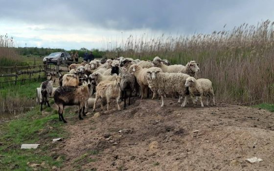 На Одещині у нацпарку «Тузлівські лимани» невідомий облаштував справжнє ранчо (фото) «фото»