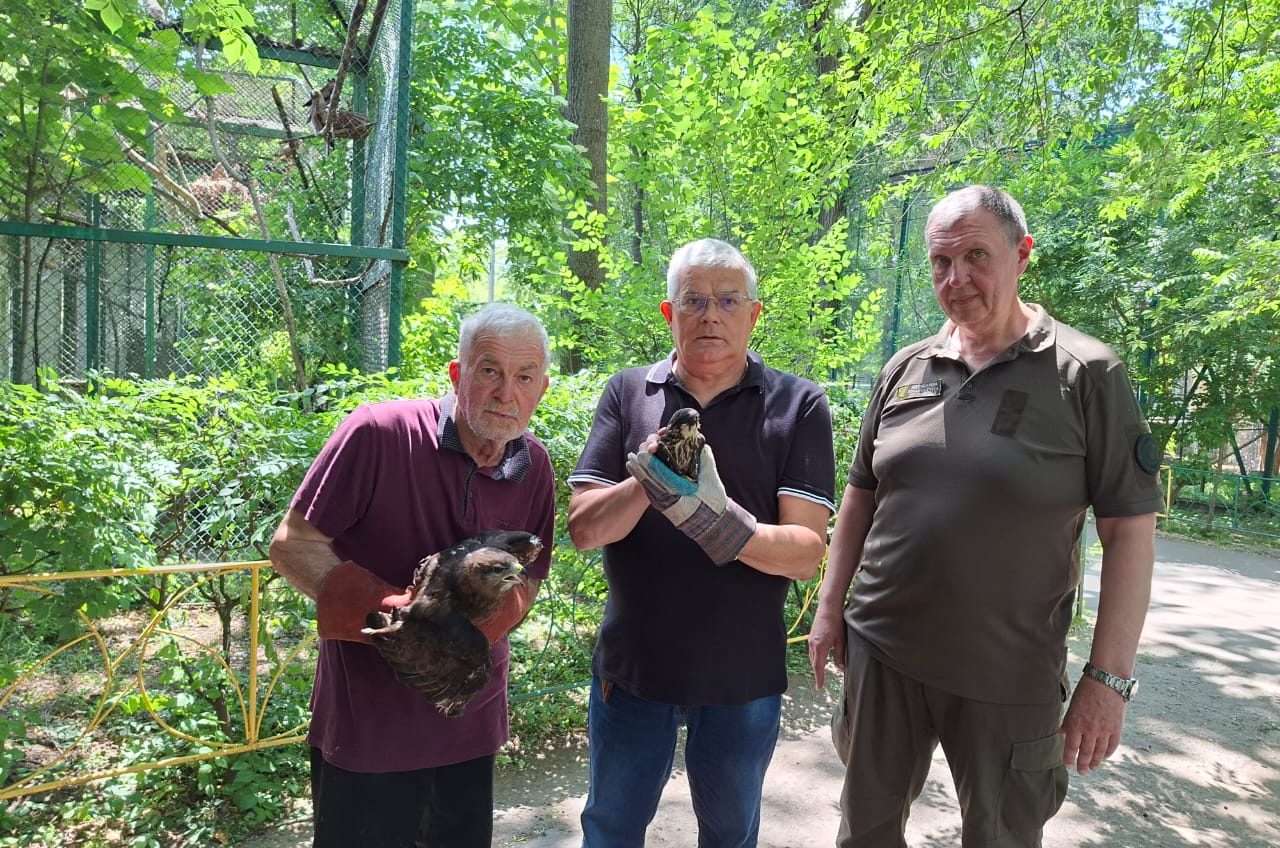 Поранених, в одеському ресторані під час обстрілу, диких птахів направили на реабілітацію (фото) usionline.com Поранених, в одеському ресторані під час обстрілу, диких птахів направили на реабілітацію (фото) «фото»