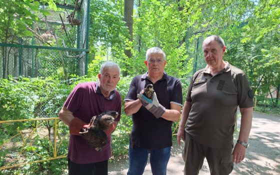 Поранених, в одеському ресторані під час обстрілу, диких птахів направили на реабілітацію (фото) «фото»