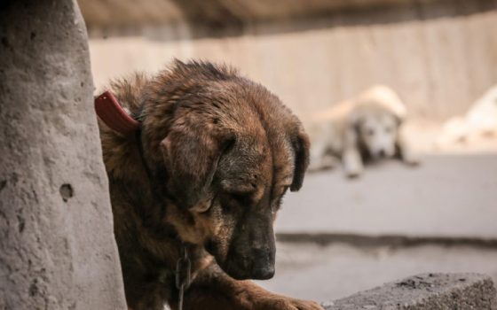 На Одещині собака Ельза, яку ґвалтував чоловік, перебуває у критичному стані «фото»