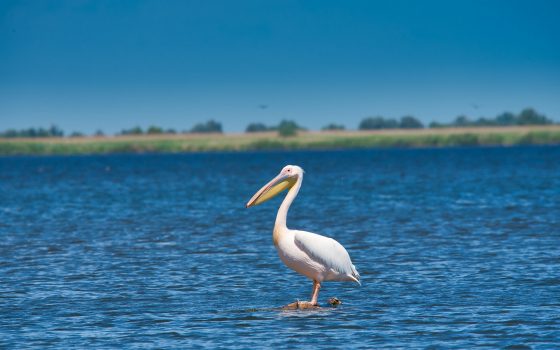 За останні 150 років людство втратило 80% водно-болотних угідь Дунаю: яка ситуація на Одещині (фото) «фото»