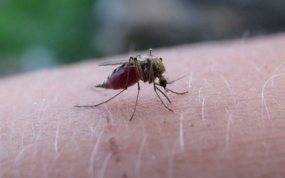 Загроза малярії в Одеській області: зʼявились комарі, що переносять страшну хворобу «фото»