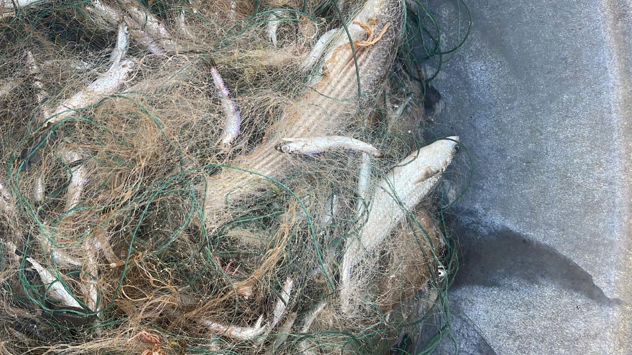 Хамса, калкан і морський язик: як чоловік порибалив на понад 23 тис. гривень (фото) usionline.com Хамса, калкан і морський язик: як чоловік порибалив на понад 23 тис. гривень (фото) «фото»