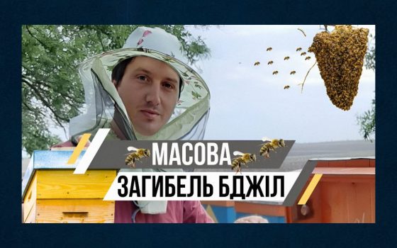 В Одеській області через поля з озимим горохом загинули близько 10 мільйонів бджіл usionline.com В Одеській області через поля з озимим горохом загинули близько 10 мільйонів бджіл «фото»