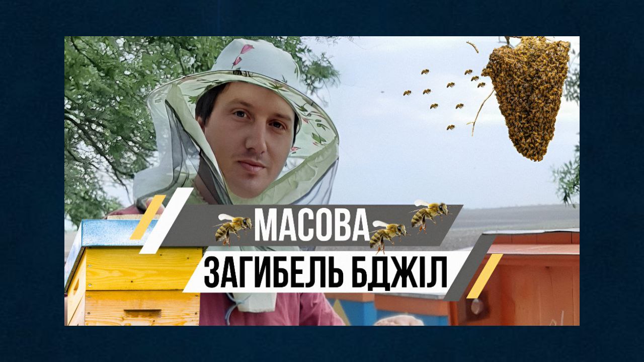 В Одеській області через поля з озимим горохом загинули близько 10 мільйонів бджіл «фото»