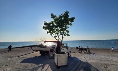 Волонтер та фотохудожник Дмитро Милютін оновив на Ланжероні символічне дерево (фото) usionline.com Волонтер та фотохудожник Дмитро Милютін оновив на Ланжероні символічне дерево (фото) «фото»