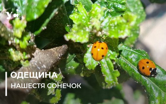 Нашестя божих корівок на Одесу: поля в області оброблялися з порушеннями (фото) «фото»