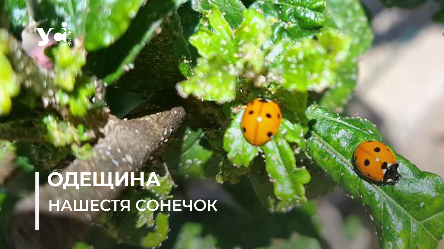 Нашестя божих корівок на Одесу: поля в області оброблялися з порушеннями (фото) «фото»